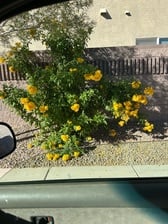 Avatar for ESD Landscaping and Lawn Care