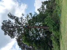 Avatar for The Tree Doctor