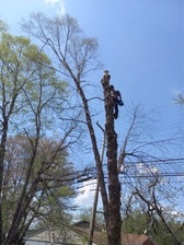Logo for Cut Right Tree Service