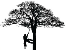 Logo for JTS Tree Service
