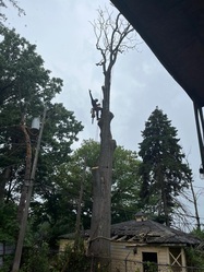 Quinonez Tree Service logo