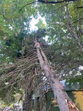 Avatar for S&S Tree Removal