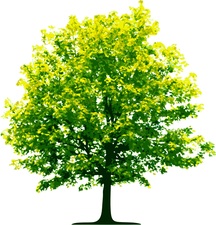 Victor Tree Service logo