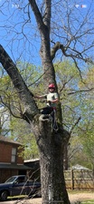 Logo for Local Boys Tree Removal & Trimming