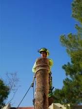 Logo for Professional Tree Monkeys, LLC