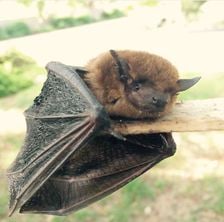 Avatar for Western Bat Specialists