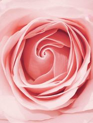 Roses Cleaning Service logo