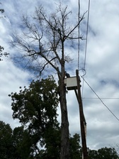 Logo for Etheridge Tree Service