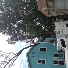 Logo for Mason's Tree Service