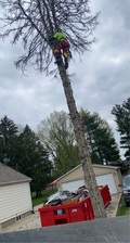 Logo for JBB Tree Service