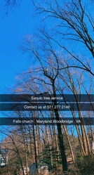 Saquic Tree Service logo