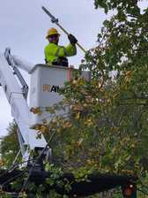 Gad Tree Experts, LLC logo