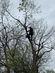Aurelio's Tree Service logo