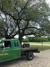 Avatar for Tree Envy