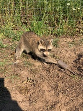 Avatar for Stone Valley Wildlife Control