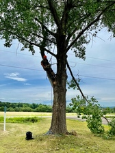 Logo for Lugbauer Tree Service