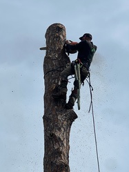Premier Tree & Land Services, LLC logo