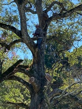 Logo for MG Landscaping and Tree Trimming