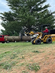 Castillo Tree Service, LLC logo