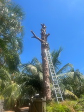 Logo for Ramos Gonzalez Tree Service
