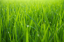 Logo for Superior Lawn Care