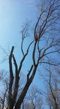 Logo for Campbell's Tree Service, LLC