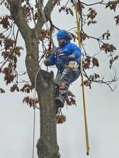 Avatar for Saul Tree Service