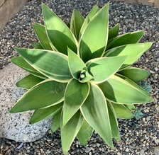 Avatar for Manuel Cisneros Landscape Design