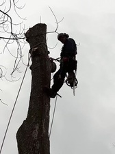 Logo for Pro Cut Tree Service
