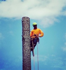 Avatar for Aleman Tree Services & Stump LLC