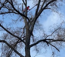 Brazos Valley Tree Services L.L.C. logo