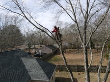 Avatar for NormaÂ’s Tree Service