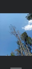 Logo for Paz Professional Tree Maintenance LLC