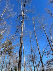 Lopez Quality Tree Service logo