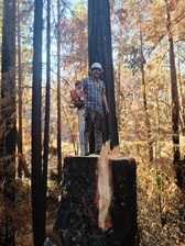 Avatar for Headleys Tree Service