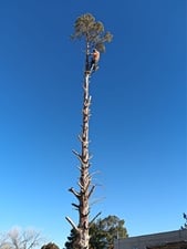 Avatar for Morales Tree Care LLC