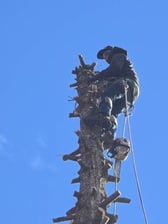 Avatar for Teeter Landscaping Tree Division DBA