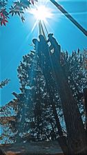 Avatar for Timberland Tree Service