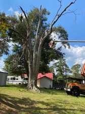 Logo for Z74 Tree Service, LLC