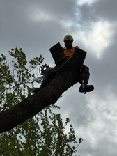 Logo for Alonso's Tree Service