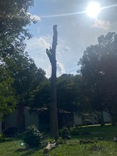 Avatar for Medina Tree Service