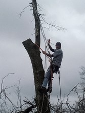 Avatar for Possums Tree Climbing Service