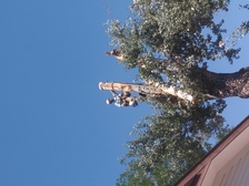 Avatar for CW Tree Works
