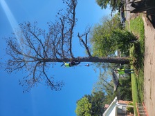 Logo for B&C Tree Services