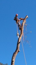 Logo for Apex Solutions Tree Service
