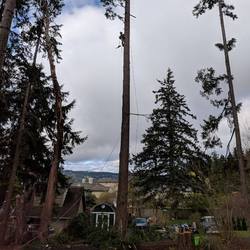 Kitsap Tree, LLC logo