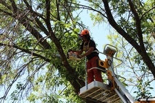 Avatar for Hurst Felling Company