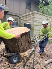 Avatar for Jose Tree Service
