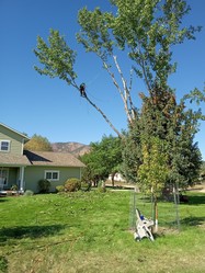Montana Tree Masters logo