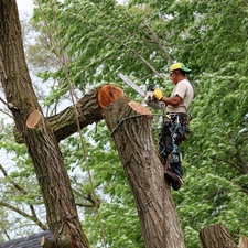 Antonio's Tree Services logo